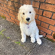 Teddy is registered to the contest to win money with this photo: puppy, dog, white_fur, curly_fur, pet, outdoor, brick_wall, concrete, collar, tag, cute, sitting, young_dog, animal, mammal, sidewalk, grass, closeup, portrait, adorable