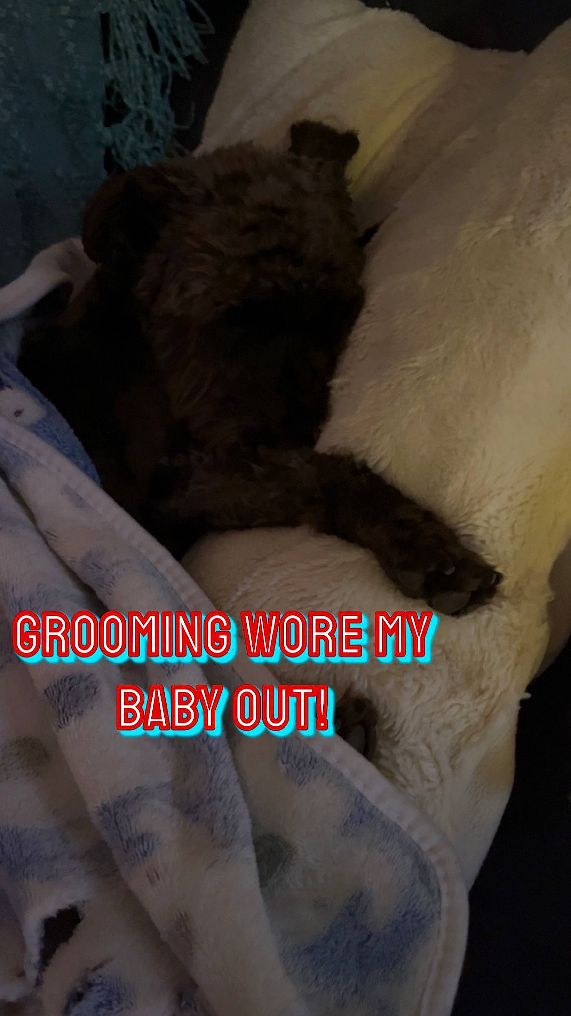 Bristol joined the competition — help win amazing prizes! canidae, carnivore, comfort, companion_dog, dog_breed, fawn, felidae, font, fur, gesture, linens, paw, photo_caption, plant, plush, sporting_group, stuffed_toy, tail, teddy_bear, toy