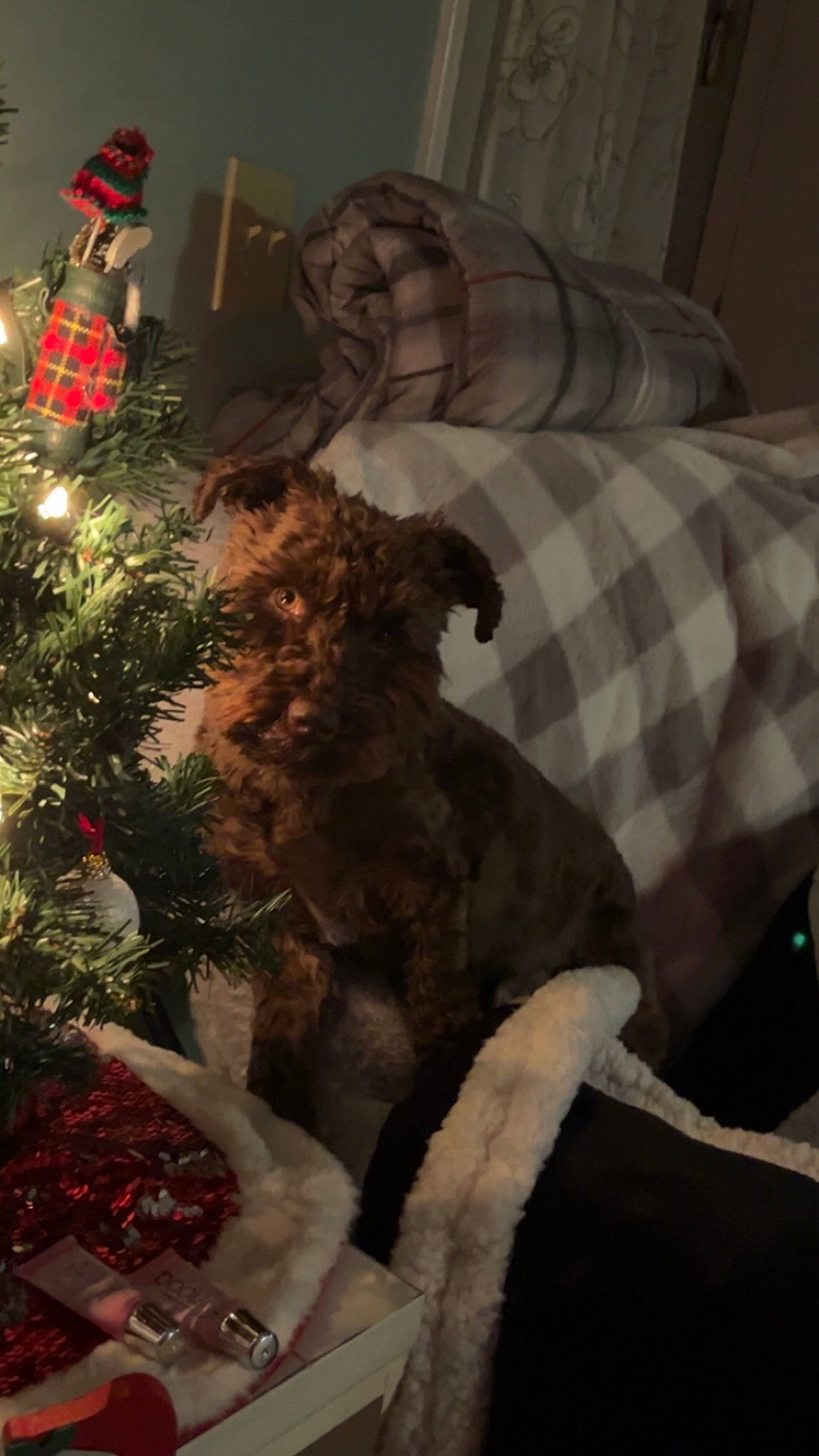 Bristol joined the competition — help win amazing prizes! art, christmas_decoration, christmas_ornament, christmas_tree, comfort, companion_dog, conifer, couch, event, felidae, holiday, holiday_ornament, linens, living_room, ornament, room, toy, tradition, tree, wood