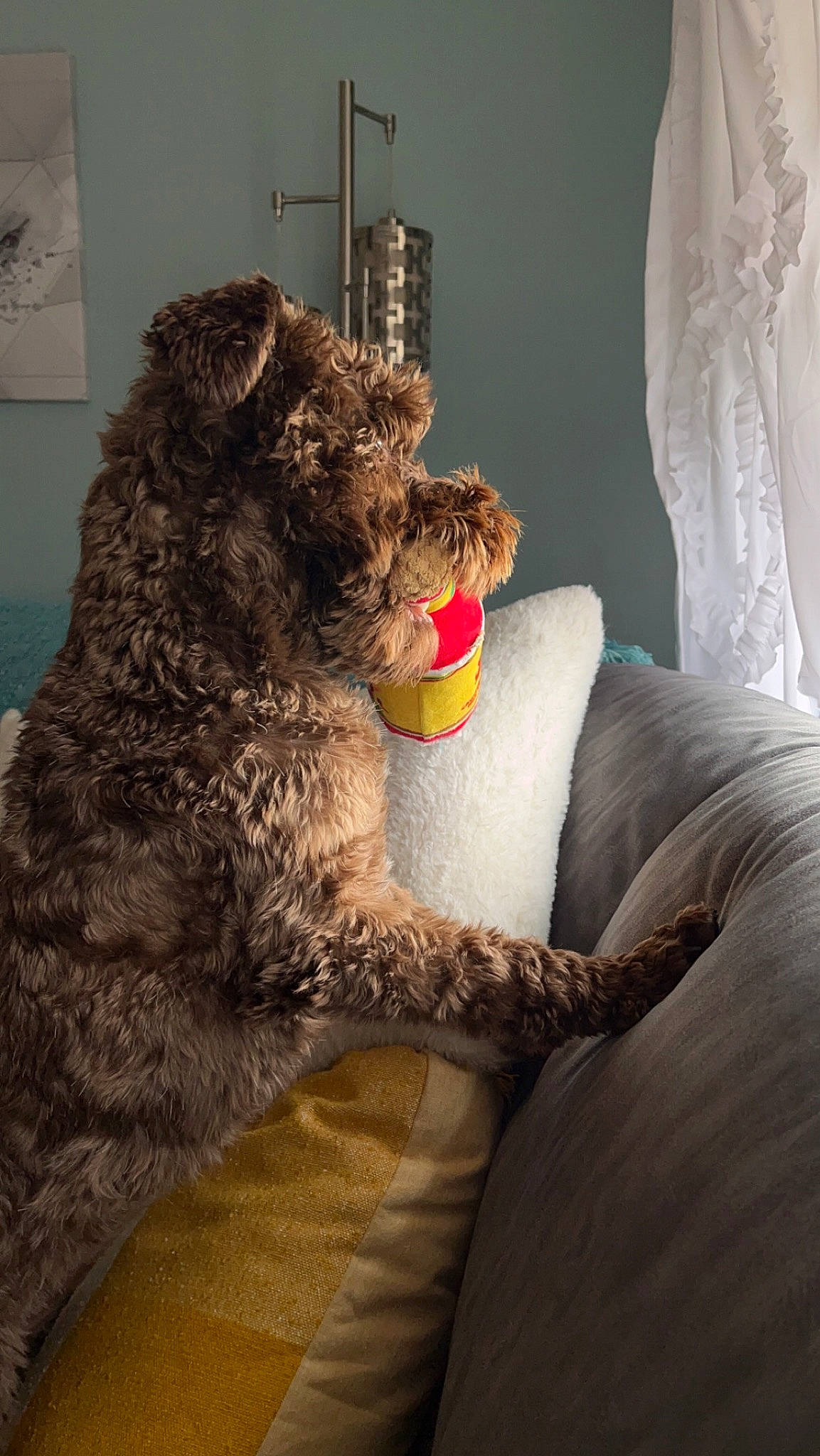 Bristol is registered to the contest to win money with this photo: art, canidae, carnivore, comfort, companion_dog, couch, dog, dog_breed, felidae, fur, grey, human_leg, picture_frame, sporting_group, stuffed_toy, tail, textile, toy, vertebrate, water_dog