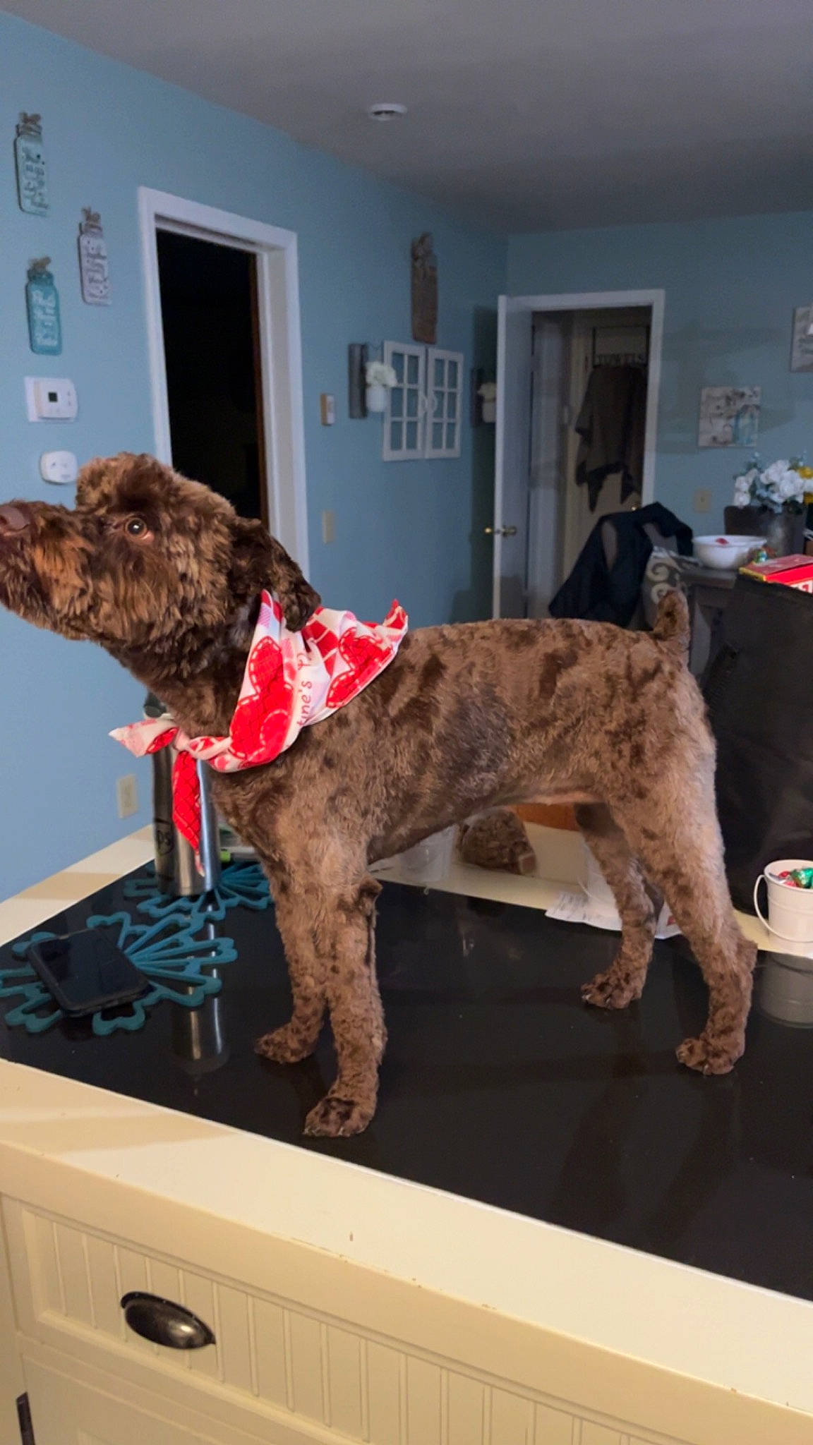 Bristol joined the competition — help win amazing prizes! art, canidae, carnivore, chair, collar, companion_dog, dog, dog_breed, dog_collar, fawn, flooring, fur, liver, picture_frame, room, spaniel, sporting_group, tail, water_dog, working_animal