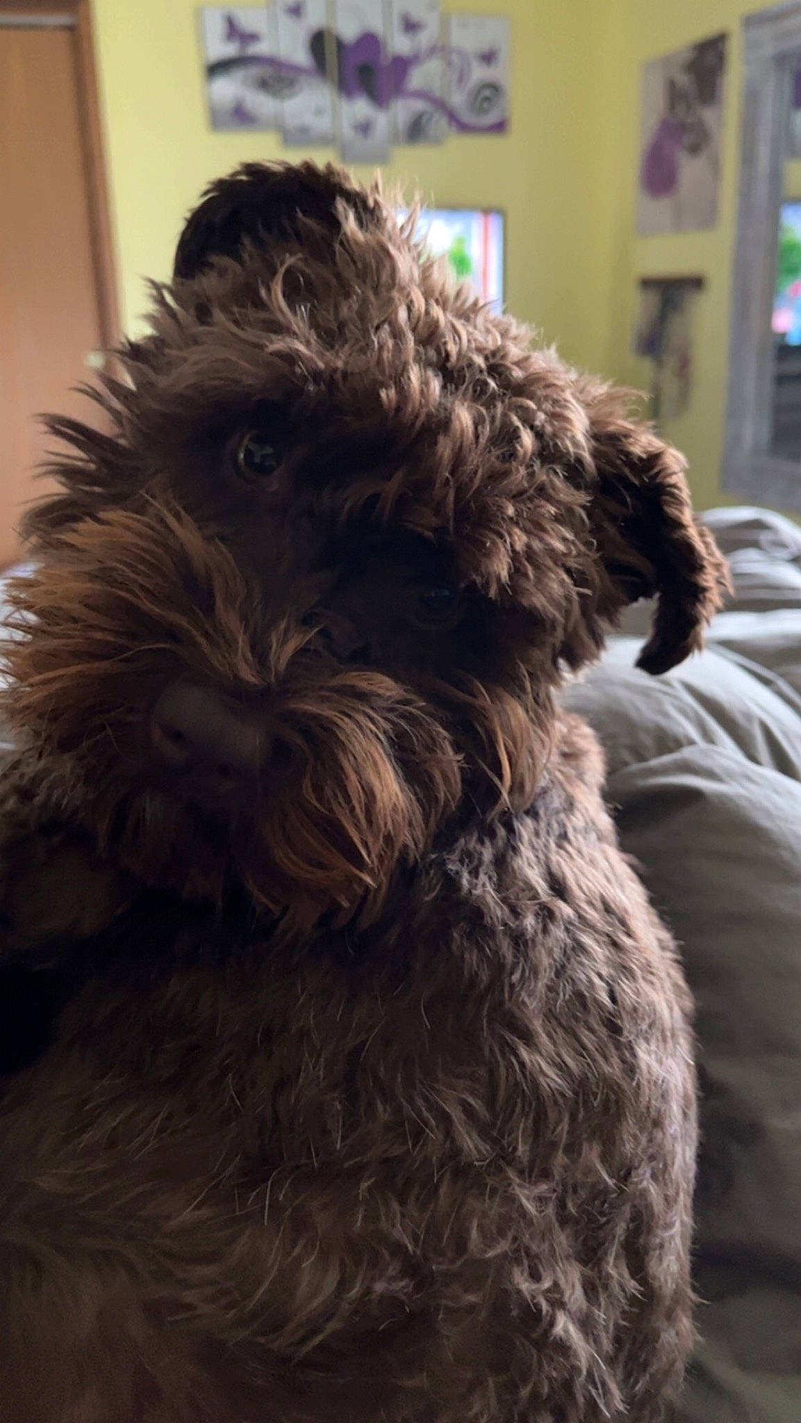 Bristol joined the competition — help win amazing prizes! canidae, carnivore, companion_dog, dog, dog_breed, fur, goldendoodle, liver, maltepoo, non_sporting_group, picture_frame, schnauzer, small_terrier, snout, sporting_group, terrier, toy_dog, water_dog, working_animal, yorkipoo