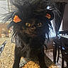 cat, black_cat, wig, costume, orange_ears, granite_countertop, kitchen, window, curtains, indoor, pet, fur, whiskers, wide_eyes, funny, portrait, animal, domestic_animal, curious, standing