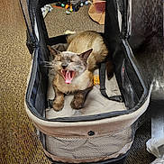 Fabio joined the competition — help win amazing prizes! animal, carpet, cat, cozy, cute, feline, fur, household, indoor, mesh, mouth_open, paws, pet, pet_carrier, relaxed, resting, siamese, teeth, whiskers, yawning