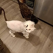 Mork is registered to the contest to win money with this photo: cat, cats, lion_cut, white_cat, gray_cat, brown_cat, floor, wooden_floor, kitchen, appliance, metal_rack, pet, animal, indoor, curious, fur, domestic, feline, three_cats, shadow