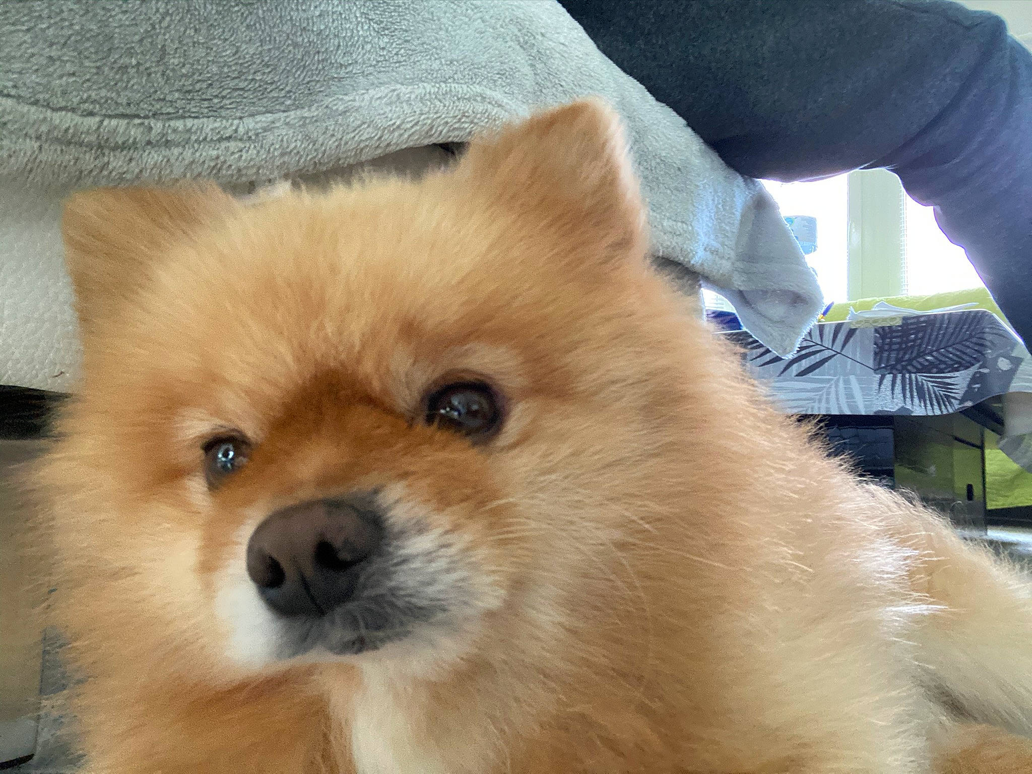 Starki a rejoint le concours — aidez-le/la à gagner de superbes lots ! ancient_dog_breeds, canidae, carnivore, companion_dog, dog, dog_breed, fawn, fur, german_spitz, german_spitz_klein, german_spitz_mittel, non_sporting_group, pomeranian, snout, spitz, sporting_group, terrestrial_animal, toy_dog, volpino_italiano, working_animal