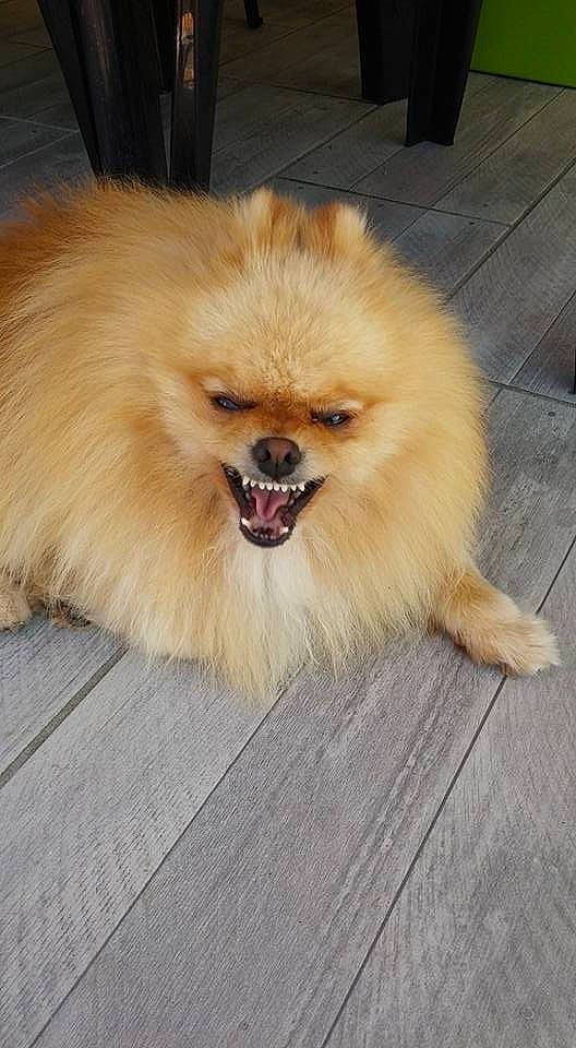 Starki a rejoint le concours — aidez-le/la à gagner de superbes lots ! canidae, carnivore, companion_dog, dog, dog_breed, fawn, flooring, fur, german_spitz, german_spitz_klein, liver, pomeranian, snout, spitz, sporting_group, tail, toy_dog, volpino_italiano, whiskers, working_animal