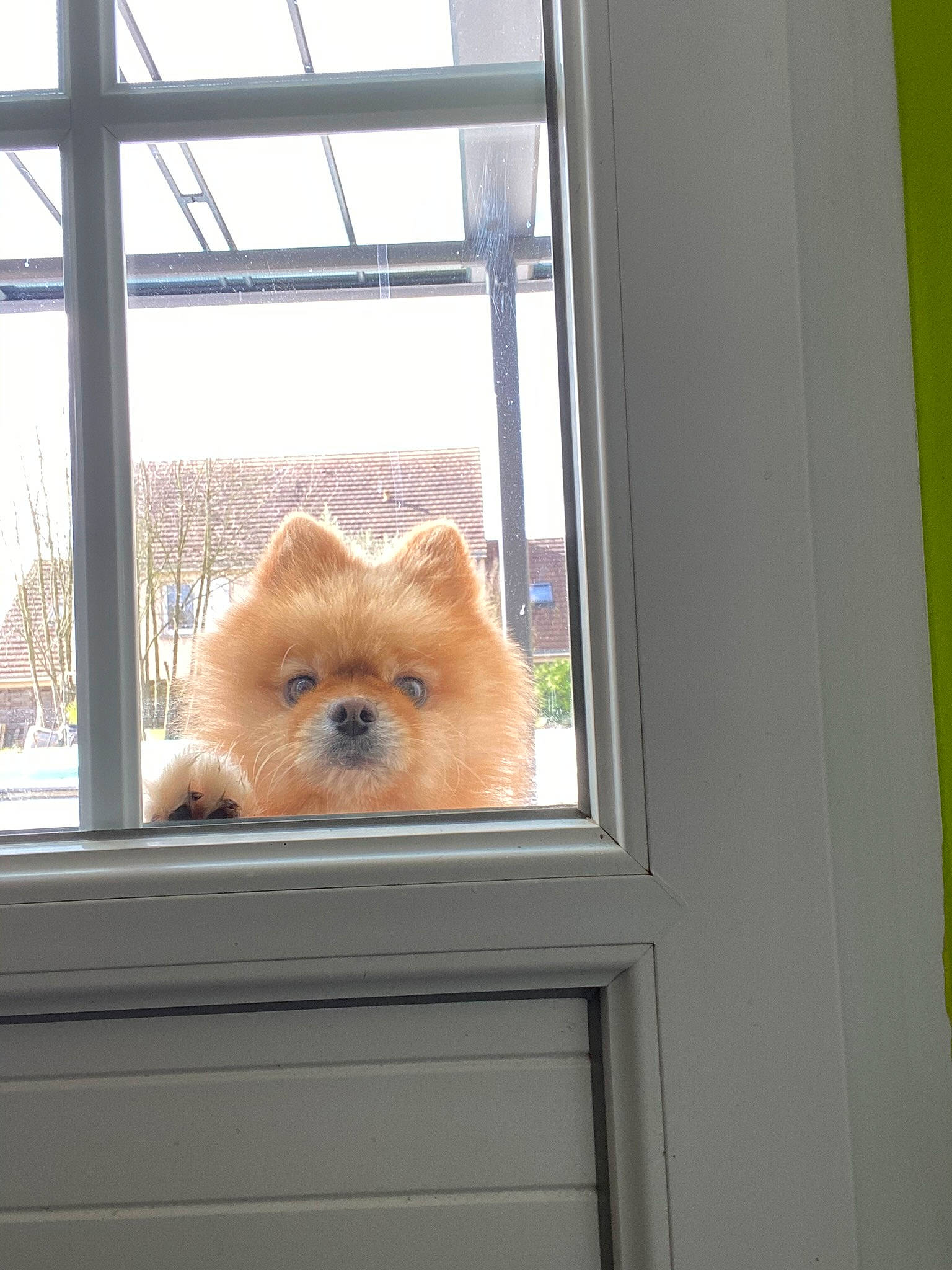 Starki participe au concours pour gagner de l'argent avec cette photo : animal_shelter, canidae, carnivore, companion_dog, dog, dog_breed, fawn, felidae, fur, house, sky, small_to_medium_sized_cats, snout, spitz, sporting_group, tail, toy_dog, whiskers, window, wood