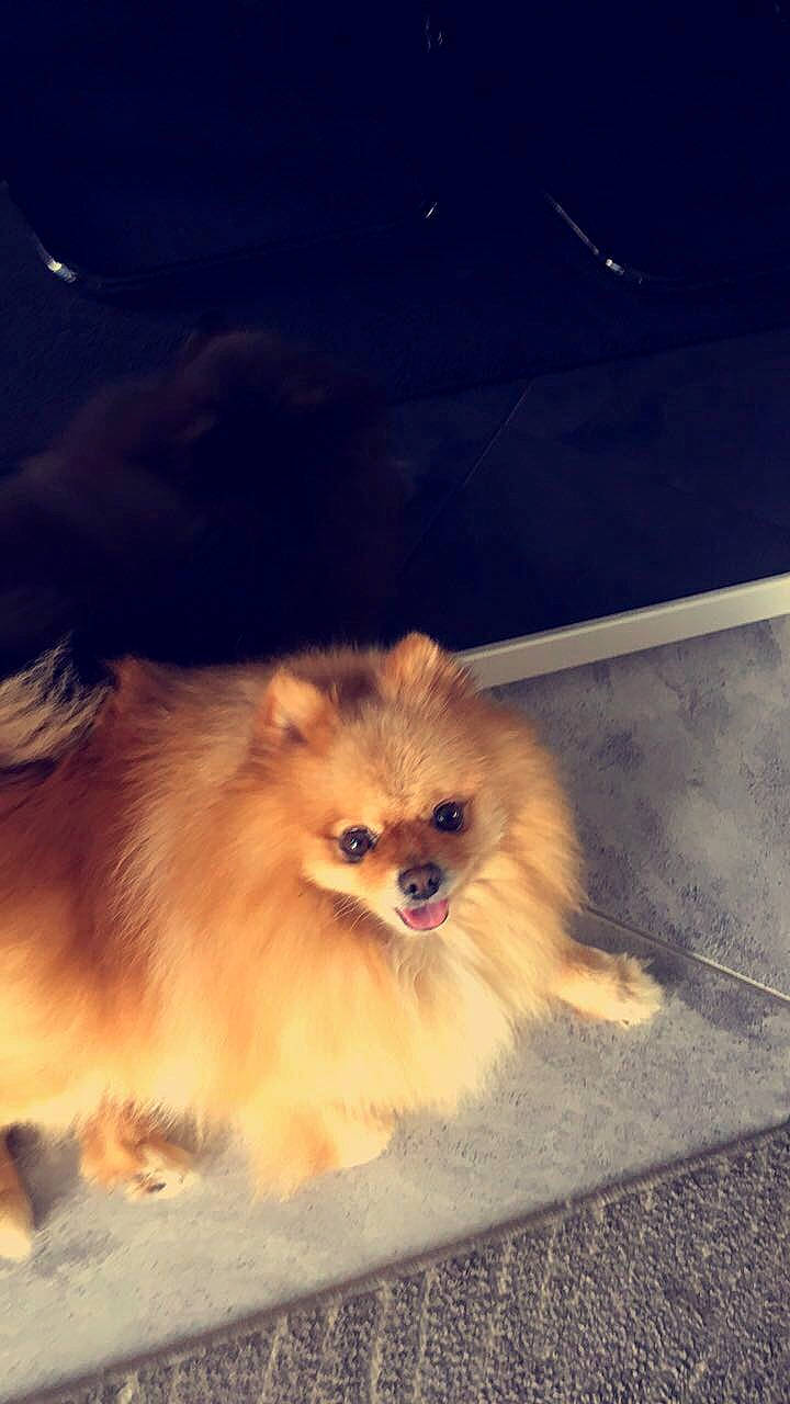 Starki participe au concours pour gagner de l'argent avec cette photo : canidae, carnivore, companion_dog, dog, dog_breed, ear, fawn, fur, german_spitz, german_spitz_klein, liver, non_sporting_group, snout, spitz, sporting_group, tail, toy_dog, volpino_italiano, whiskers, working_animal