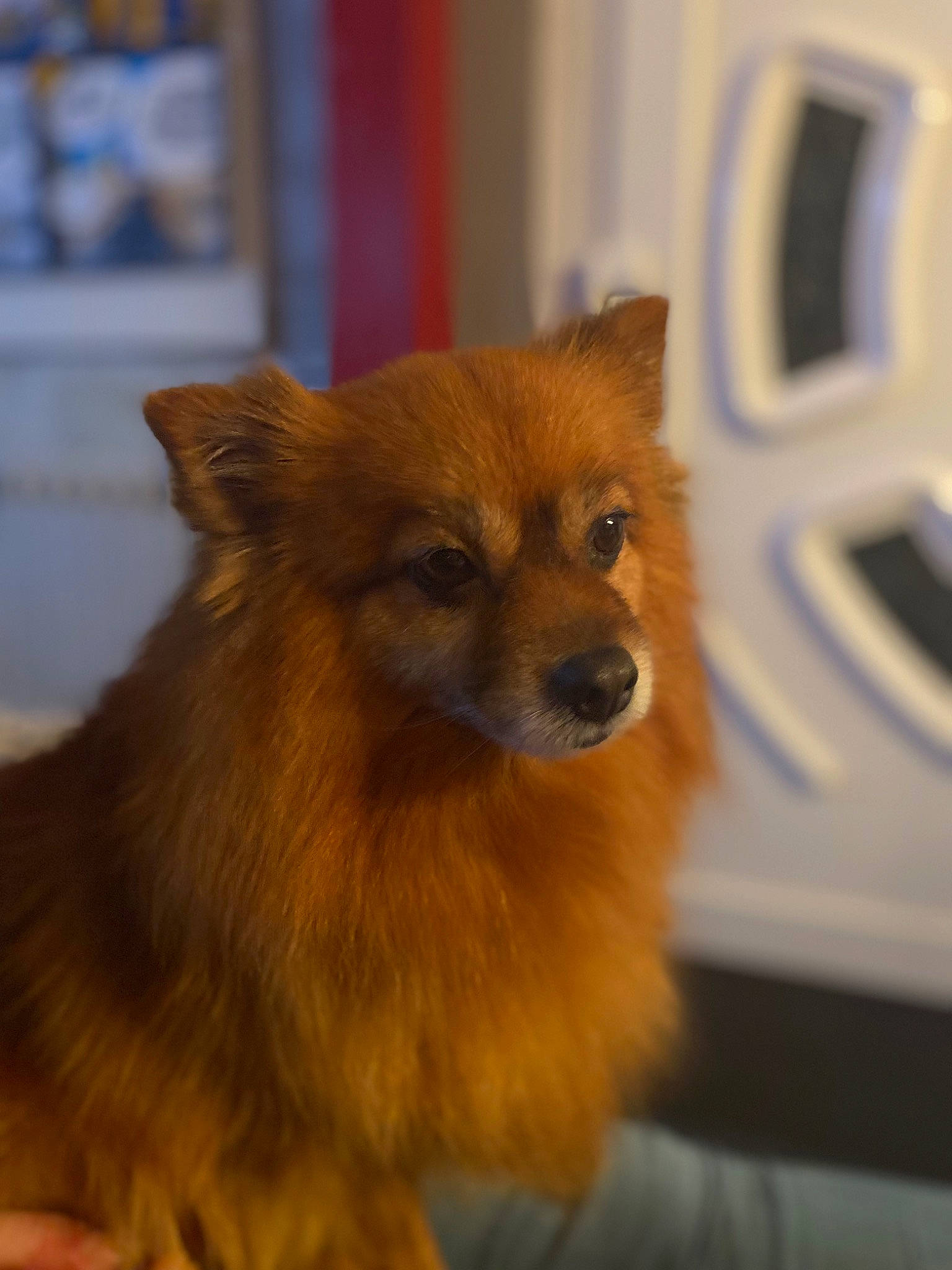 Bella a rejoint le concours — aidez-le/la à gagner de superbes lots ! canidae, carnivore, close_up, companion_dog, dog, dog_breed, electric_blue, fawn, fur, german_spitz, liver, snout, spitz, sporting_group, terrestrial_animal, toy_dog, volpino_italiano, whiskers, windscreen_wiper, working_animal