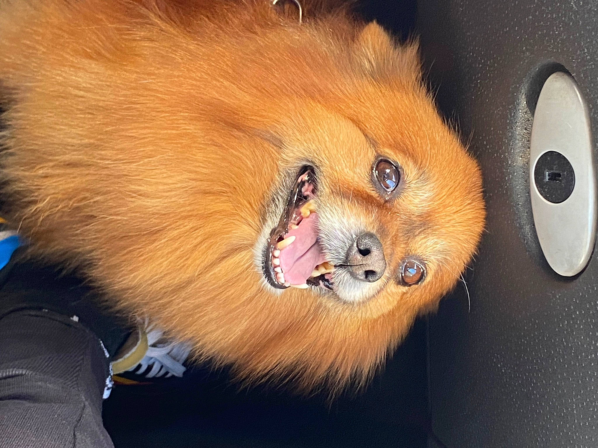 Bella a rejoint le concours — aidez-le/la à gagner de superbes lots ! art, big_cats, carnivore, companion_dog, dog_breed, fang, fawn, fur, german_spitz, liver, paw, red_fox, snout, spitz, tail, terrestrial_animal, tooth, whiskers, wildlife, working_animal