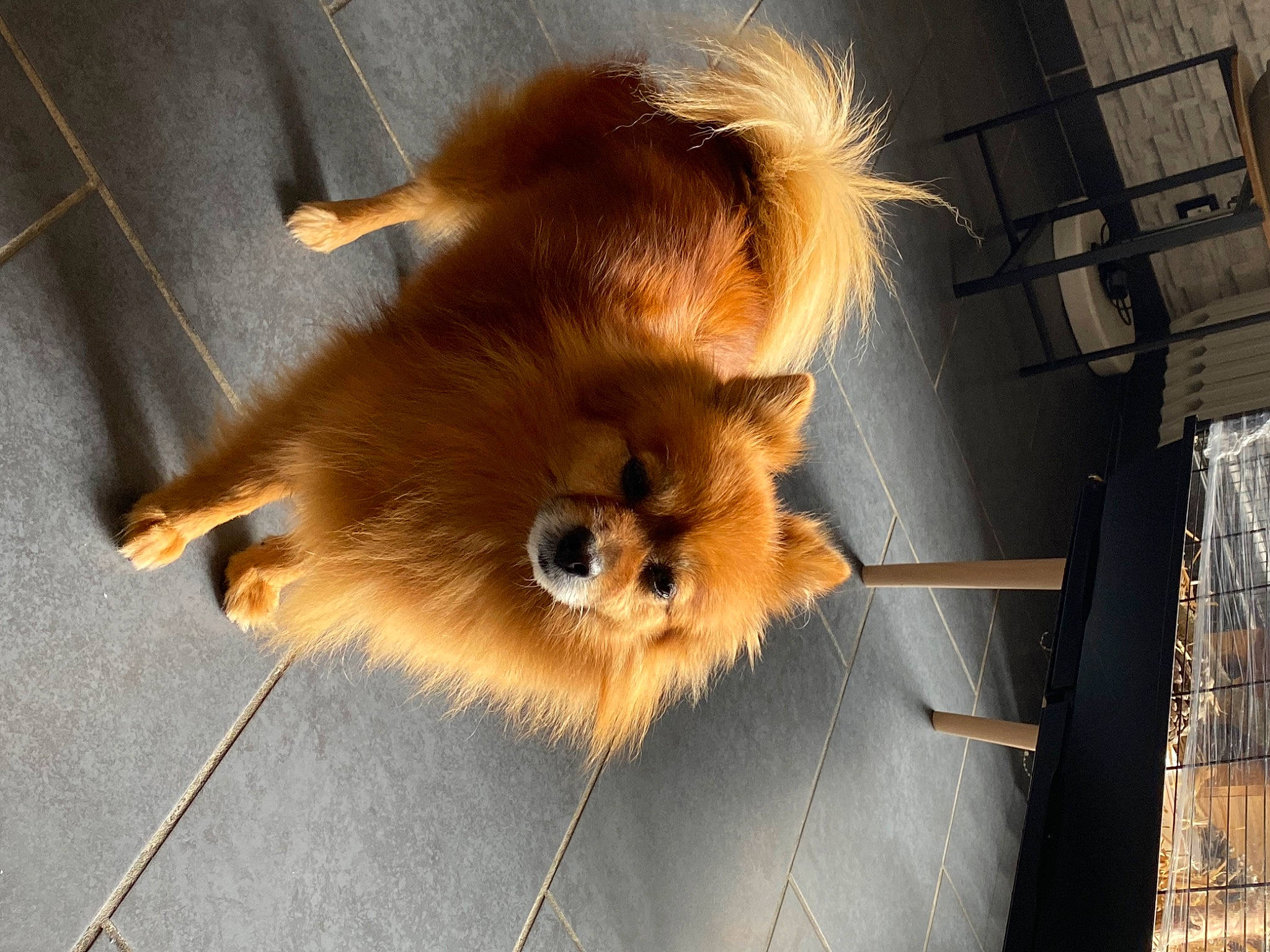 Bella a rejoint le concours — aidez-le/la à gagner de superbes lots ! canidae, carnivore, companion_dog, dog, dog_breed, fawn, fur, german_spitz, german_spitz_klein, liver, pomeranian, spitz, sporting_group, tail, terrestrial_animal, toy_dog, volpino_italiano, whiskers, wood, working_animal