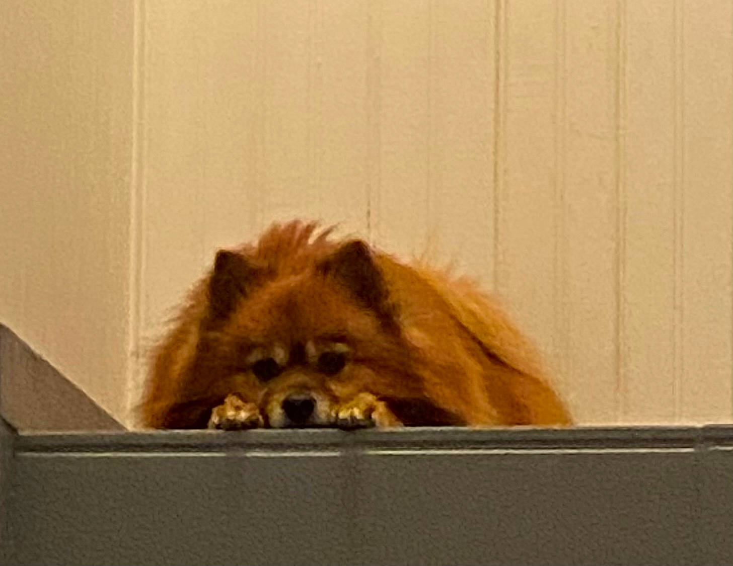 Bella participe au concours pour gagner de l'argent avec cette photo : canidae, carnivore, claw, companion_dog, dog_breed, eye, fawn, flooring, fur, liver, paw, snout, sporting_group, terrestrial_animal, whiskers, wildlife, window, wood