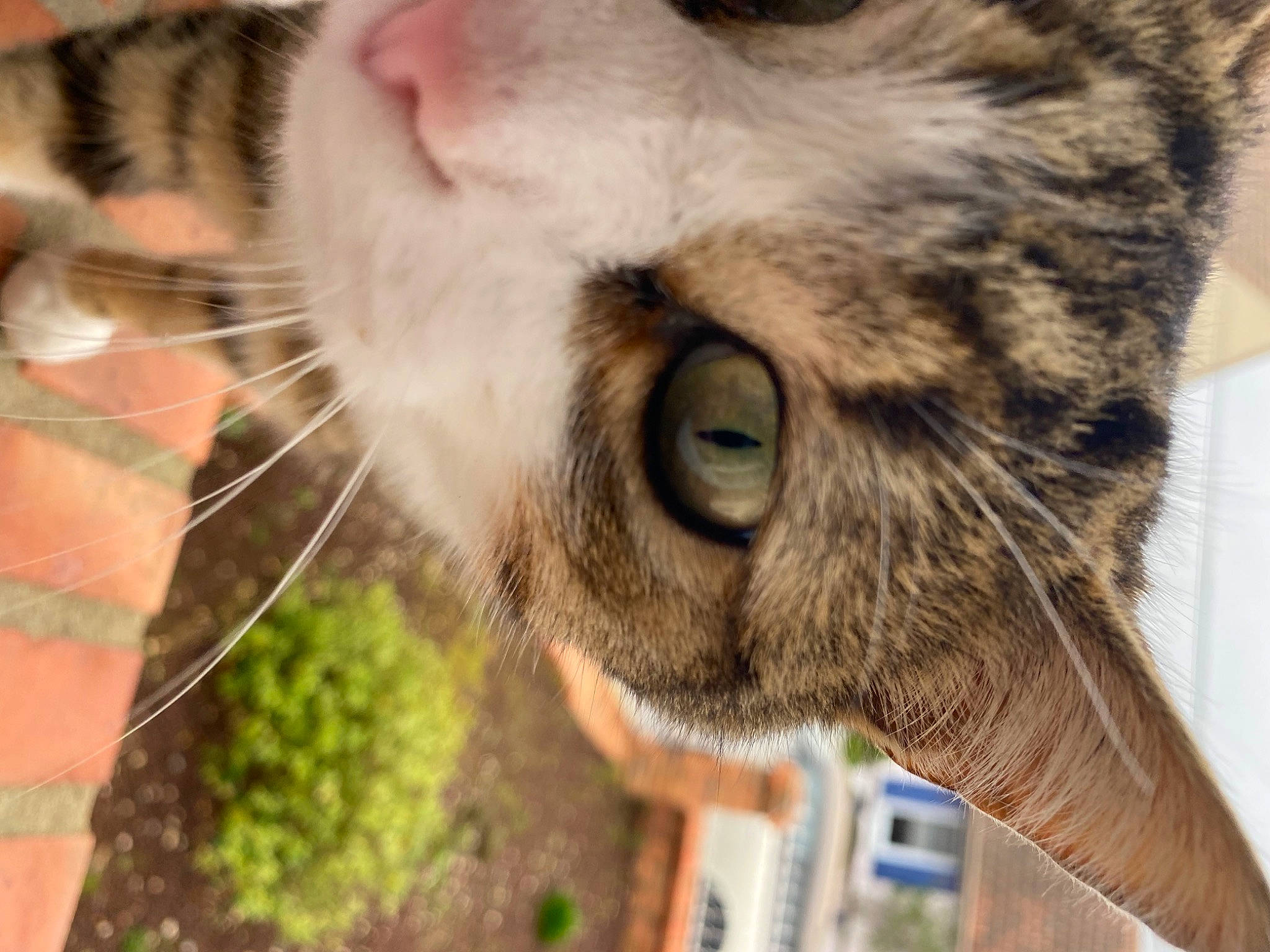 Mimi a rejoint le concours — aidez-le/la à gagner de superbes lots ! carnivore, cat, claw, close_up, collar, domestic_short_haired_cat, eye, fawn, felidae, fur, grass, nose, organism, paw, small_to_medium_sized_cats, snout, tail, terrestrial_animal, whiskers, wildlife