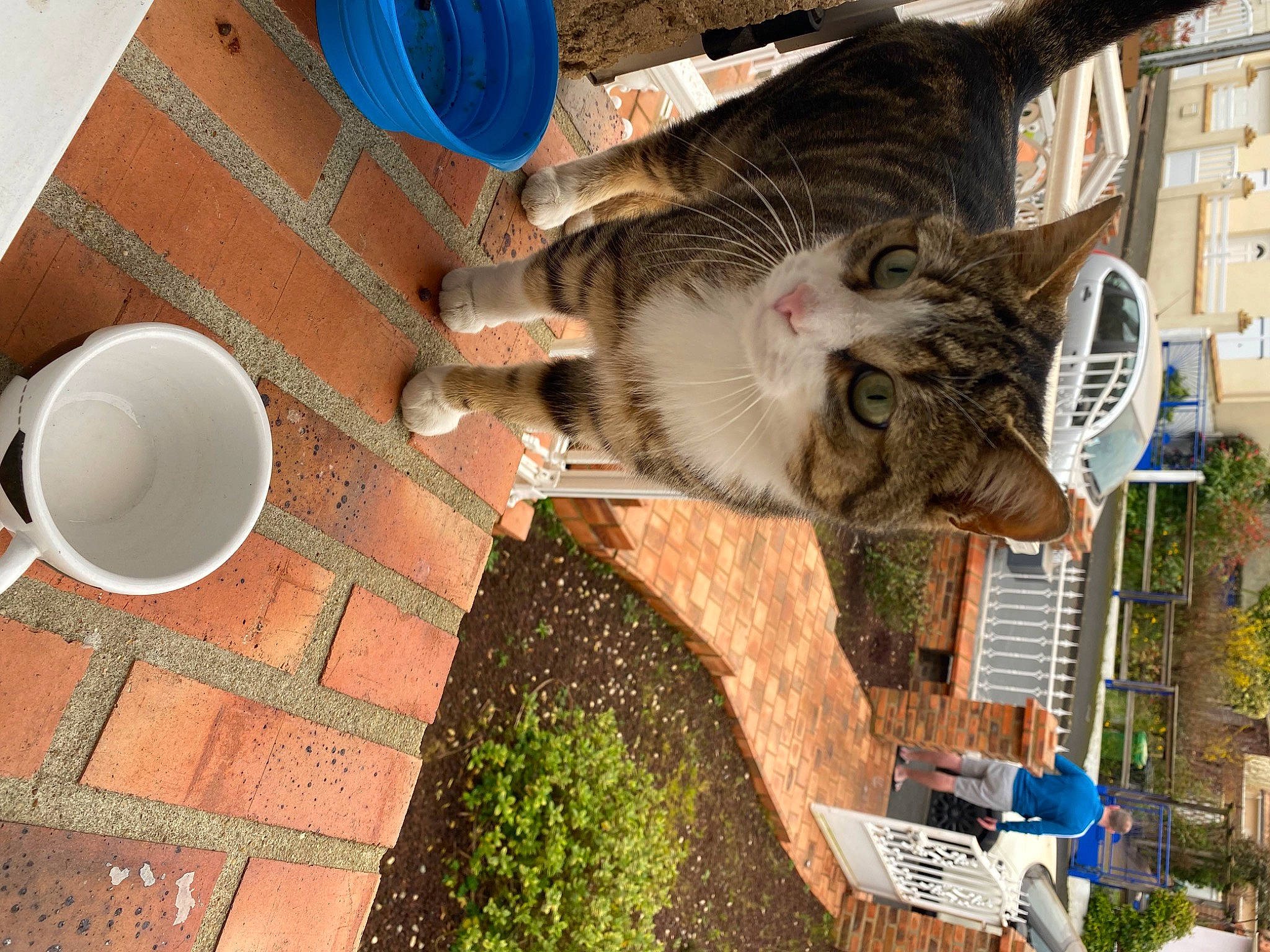 Mimi participe au concours pour gagner de l'argent avec cette photo : building, carnivore, cat, domestic_short_haired_cat, fawn, felidae, fur, grass, plant, small_to_medium_sized_cats, tail, tea, tree, whiskers, window
