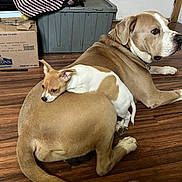 Brutus And Molly is registered to the contest to win money with this photo: dog, small_dog, large_dog, floor, wooden_floor, indoor, resting, lying_down, brown_dog, white_and_brown_dog, pet, animal, domestic_animal, relaxing, cozy, companion, home, box, bag, door
