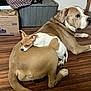 dog, small_dog, large_dog, floor, wooden_floor, indoor, resting, lying_down, brown_dog, white_and_brown_dog, pet, animal, domestic_animal, relaxing, cozy, companion, home, box, bag, door