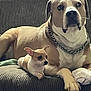 Brutus And Molly joined the competition — help win amazing prizes! dog, pets, couch, indoor, resting, companion, large_dog, small_dog, furniture, chain_collar, brown, white, relaxed, cute, animal, friendship, domestic, canine, laying, household