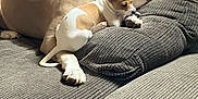 Brutus And Molly is registered to the contest to win money with this photo: dog, small_dog, large_dog, couch, indoor, pet, animal, relaxing, brown_dog, white_and_brown_dog, paw, chewing, bone, furniture, cozy, resting, companion, domestic, cute, snuggle