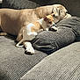 dog, small_dog, large_dog, couch, indoor, pet, animal, relaxing, brown_dog, white_and_brown_dog, paw, chewing, bone, furniture, cozy, resting, companion, domestic, cute, snuggle