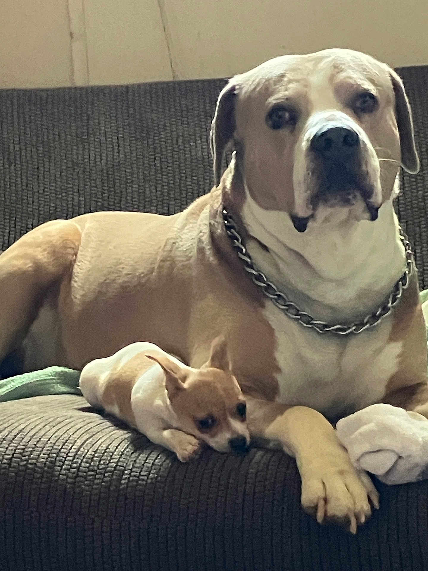 Brutus And Molly