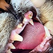 Beetle is registered to the contest to win money with this photo: cat, mouth, teeth, tongue, fur, close_up, macro, animal, pet, sharp_teeth, pink_tongue, texture, whiskers, egg, detail, open_mouth, animal_mouth, closeup, feline, nature