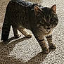 cat, tabby_cat, carpet, indoor, shadow, floor, sneakers, office_chair, curious, pet, animal, feline, striped, whiskers, ears, paws, light, shadow_play, domestic, room