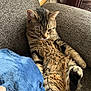 Beetle joined the competition — help win amazing prizes! cat, tabby, feline, pet, indoor, couch, blanket, fur, relaxed, cozy, home, animal, paw, whiskers, seated, brown, texture, curious, comfortable, resting