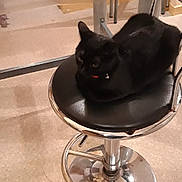 Réglisse a rejoint le concours — aidez-le/la à gagner de superbes lots ! black, black_cat, cat, chair, coffee_table, felidae, furniture, room, small_to_medium_sized_cats, table, whiskers