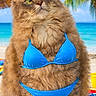animal, beach, bikini, blue_sky, cat, colorful, fluffy, funny, holiday, ocean, outdoor, pet, playful, relaxation, sand, summer, sunglasses, sunny, tropical, vacation