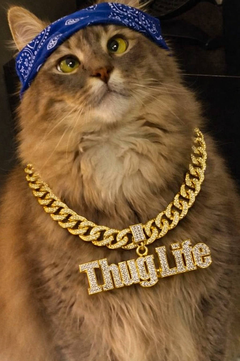 Twisty is registered to the contest to win money with this photo: accessory, animal, bandana, blue_bandana, cat, costume, cute, domestic_cat, feline, fluffy, fur, gold_chain, indoors, jewelry, mammal, pet, portrait, thug_life, whiskers, yellow_eyes