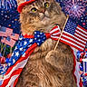 adorable, american_flag, animal, bow_tie, cape, cat, celebration, colorful, costume, cute, festive, fireworks, flag, furry, hat, holiday, independence_day, party_decorations, patriotic, portrait