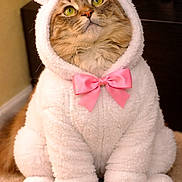 Twisty is registered to the contest to win money with this photo: adorable, animal, bunny_ears, carpet, cat, costume, cute, domestic_cat, dress_up, feline, fluffy, funny, green_eyes, indoor, looking_up, pet, pink_bow, playful, portrait, soft_texture