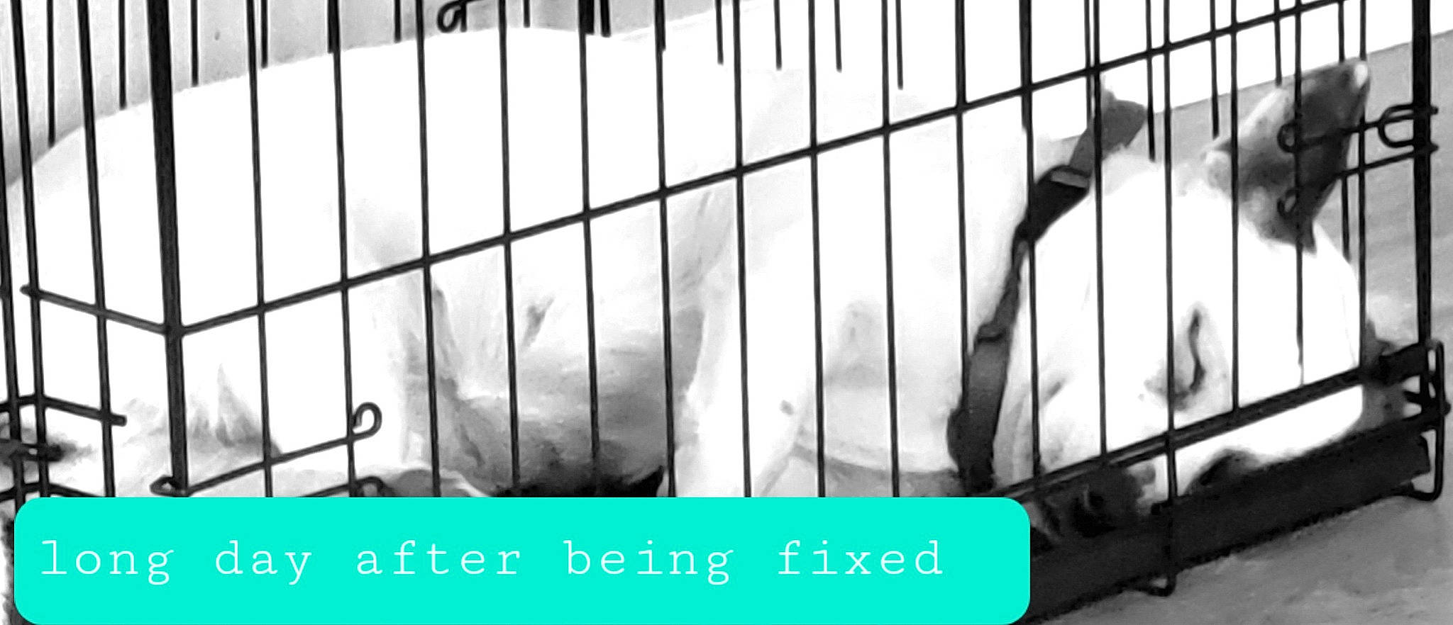 Lola joined the competition — help win amazing prizes! cage, dog_breed, fence, font, fur, line, metal, monochrome, monochrome_photography, pet_supply, snout, tail, vertebrate, wing