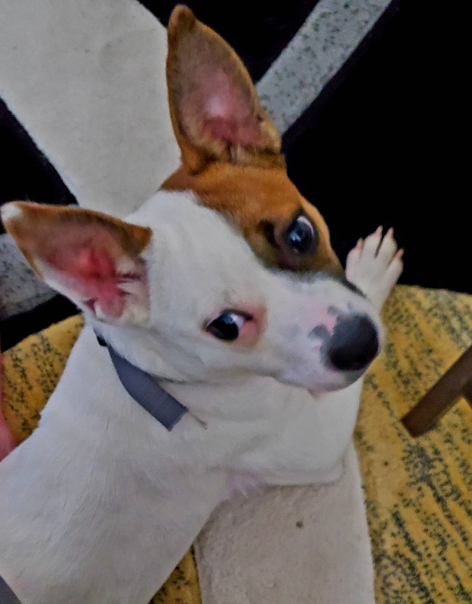 Lola joined the competition — help win amazing prizes! ancient_dog_breeds, canidae, carnivore, collar, companion_dog, dog, dog_breed, dog_collar, ear, fawn, fur, head, office_ruler, snout, sporting_group, tail, terrestrial_animal, whiskers, wood, working_animal