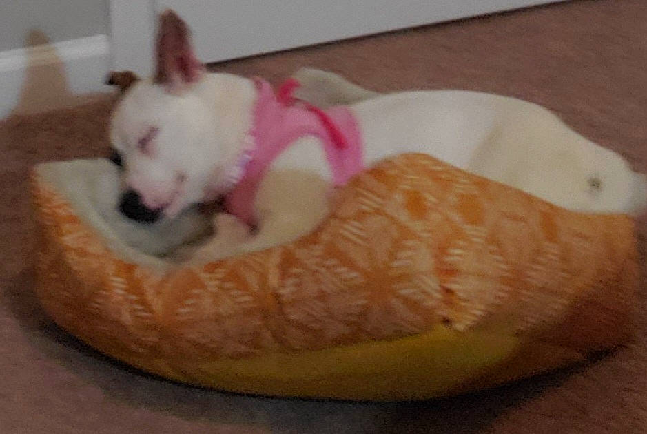 Lola is registered to the contest to win money with this photo: bean_bag, canidae, carnivore, cat_bed, cat_supply, comfort, companion_dog, dog, dog_bed, dog_breed, dog_supply, dog_toy, fawn, paw, pet_supply, sporting_group, tail, toy_dog, whiskers, working_animal