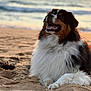 dog, beach, sand, sunset, ocean, waves, fluffy, happy, outdoor, nature, pet, canine, relaxing, smiling, sunlight, water, animal, summer, vacation, coast