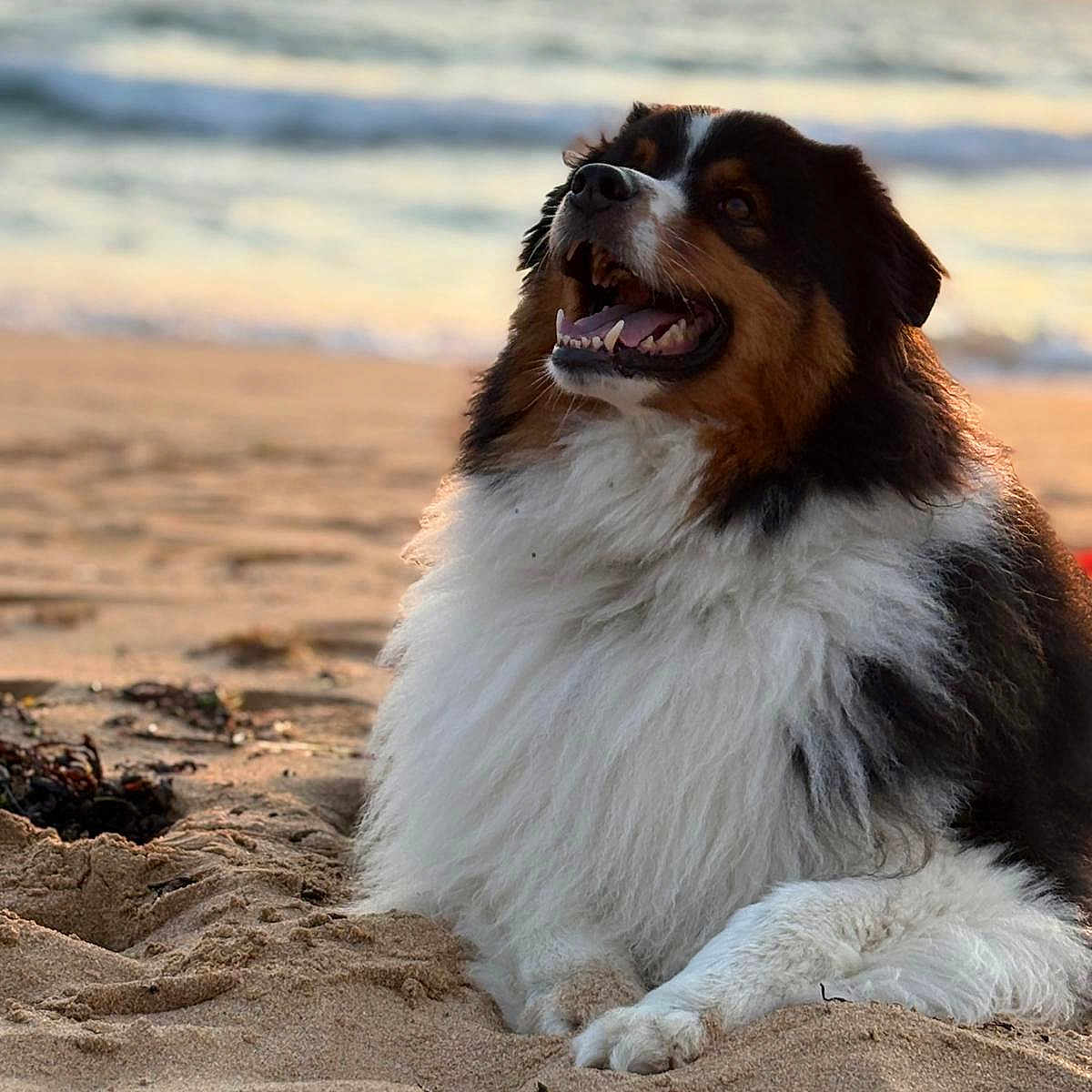 Tao participe au concours pour gagner de l'argent avec cette photo : animal, beach, canine, coast, dog, fluffy, happy, nature, ocean, outdoor, pet, relaxing, sand, smiling, summer, sunlight, sunset, vacation, water, waves
