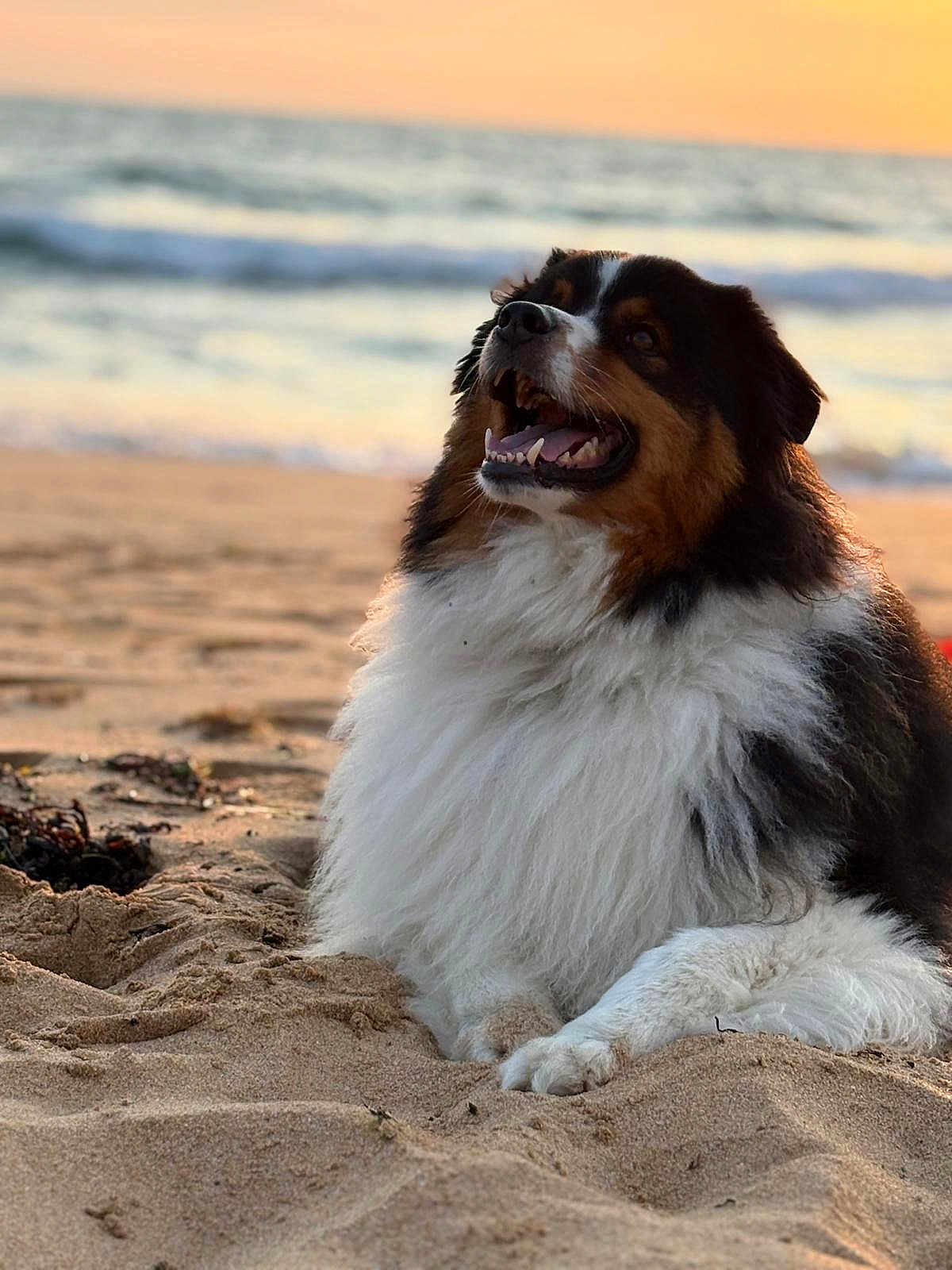 Tao participe au concours pour gagner de l'argent avec cette photo : dog, beach, sand, sunset, ocean, waves, fluffy, happy, outdoor, nature, pet, canine, relaxing, smiling, sunlight, water, animal, summer, vacation, coast