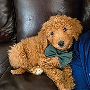 Brownie is registered to the contest to win money with this photo: puppy, dog, curly_fur, brown_fur, bow_tie, leather_couch, pet, cute, indoor, resting, animal, companion, relaxed, portrait, friendly, small_dog, domestic_animal, furry, young_dog, canine