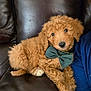 puppy, dog, curly_fur, brown_fur, bow_tie, leather_couch, pet, cute, indoor, resting, animal, companion, relaxed, portrait, friendly, small_dog, domestic_animal, furry, young_dog, canine