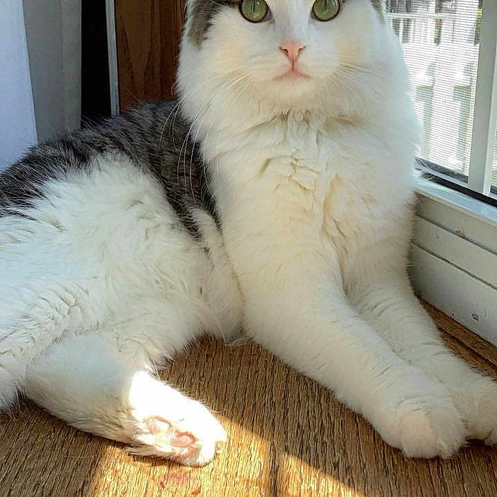 Dexter is registered to the contest to win money with this photo: angora, animal, architecture, building, cat, door, face, hardwood, head, homedecor, indoors, interiordesign, kitten, manx, person, pet, photography, portrait, window, wood
