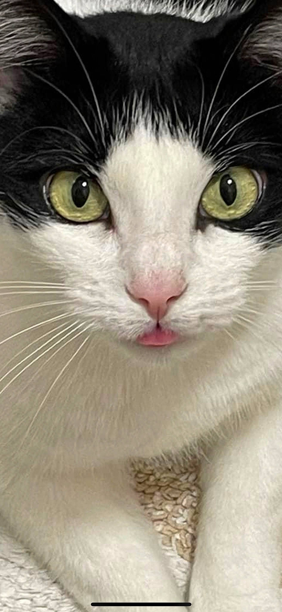 Cindy joined the competition — help win amazing prizes! carnivore, cat, close_up, curious, domestic_short_haired_cat, eye, felidae, fur, hair, head, iris, paw, small_to_medium_sized_cats, snout, terrestrial_animal, whiskers, window