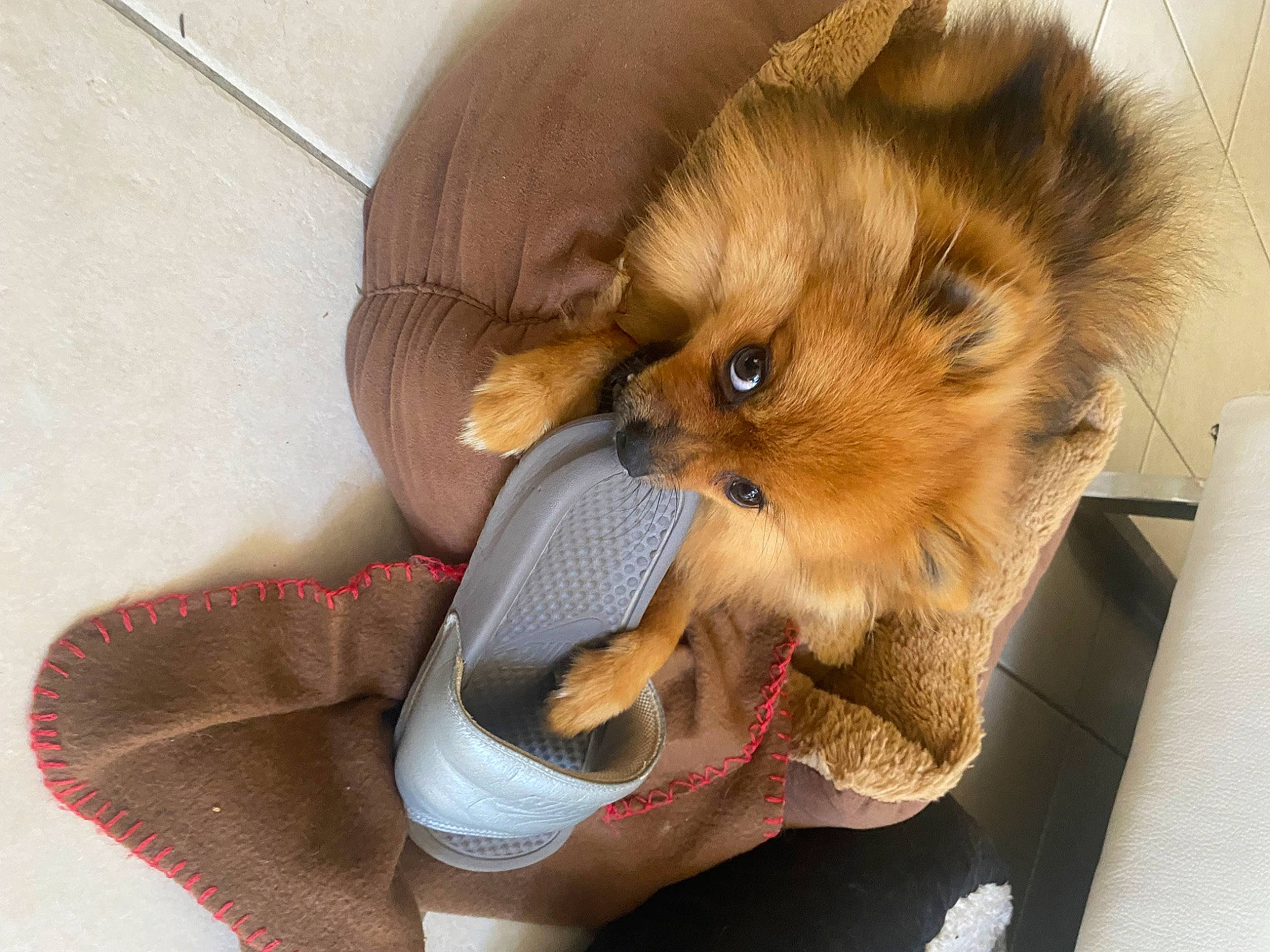 Tokyo a rejoint le concours — aidez-le/la à gagner de superbes lots ! canidae, carnivore, claw, comfort, companion_dog, dog, dog_breed, dog_supply, fawn, felidae, fur, german_spitz, paw, pet_supply, spitz, sporting_group, tail, terrestrial_animal, whiskers, working_animal