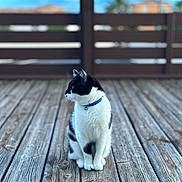 Simba participe au concours pour gagner de l'argent avec cette photo : cat, black_and_white, collar, wooden_deck, outdoor, pet, animal, feline, sitting, side_view, blurred_background, texture, fur, serene, daylight, nature, resting, domestic_cat, quiet, calm