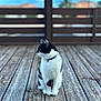 animal, black_and_white, blurred_background, calm, cat, collar, daylight, domestic_cat, feline, fur, nature, outdoor, pet, quiet, resting, serene, side_view, sitting, texture, wooden_deck