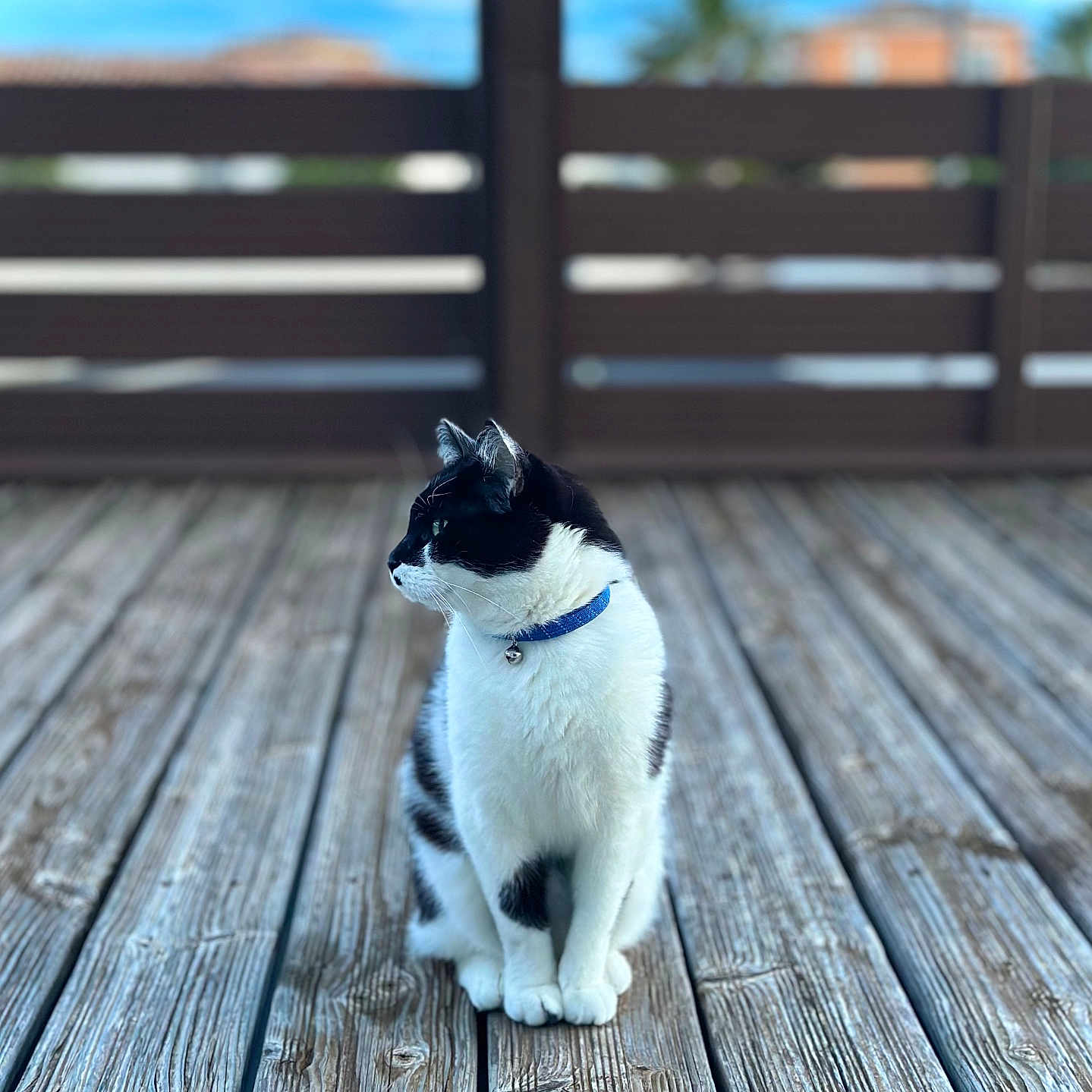Simba participe au concours pour gagner de l'argent avec cette photo : animal, black_and_white, blurred_background, calm, cat, collar, daylight, domestic_cat, feline, fur, nature, outdoor, pet, quiet, resting, serene, side_view, sitting, texture, wooden_deck