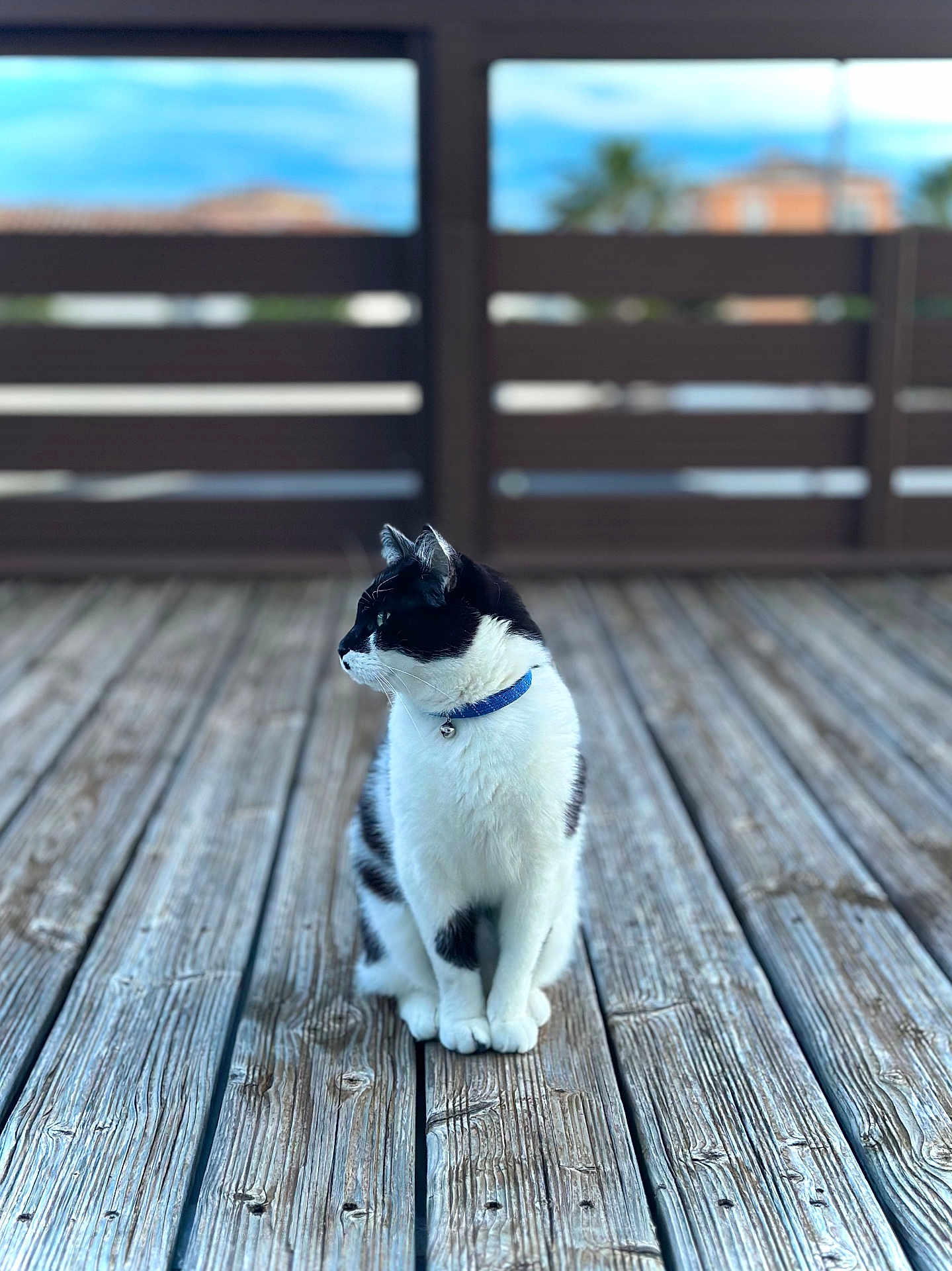 Simba