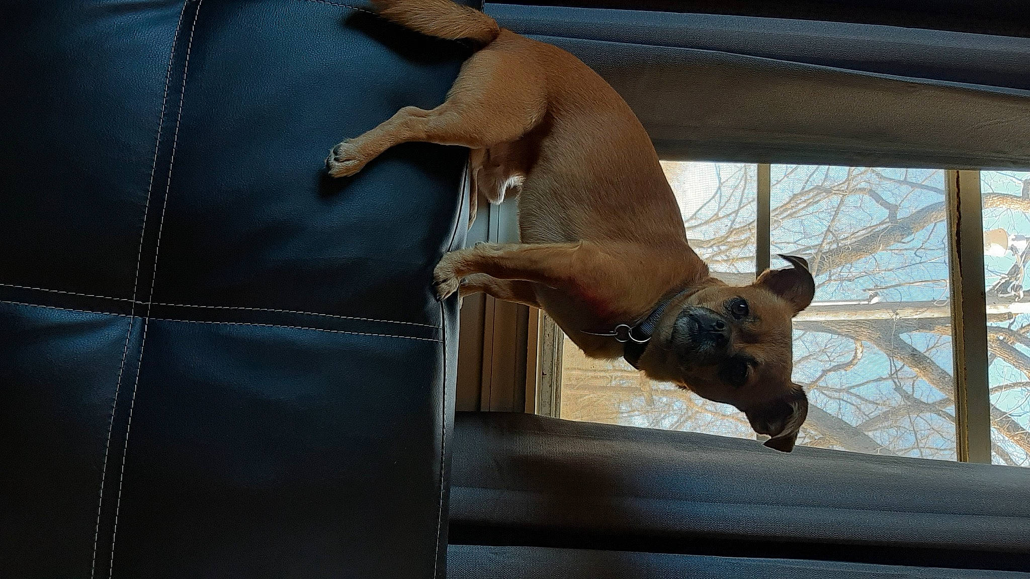 Iggy joined the competition — help win amazing prizes! canidae, carnivore, collar, companion_dog, denim, dog, dog_breed, dog_collar, elbow, electric_blue, fawn, human_leg, leather, liver, pet_supply, snout, sporting_group, tail, window, working_animal