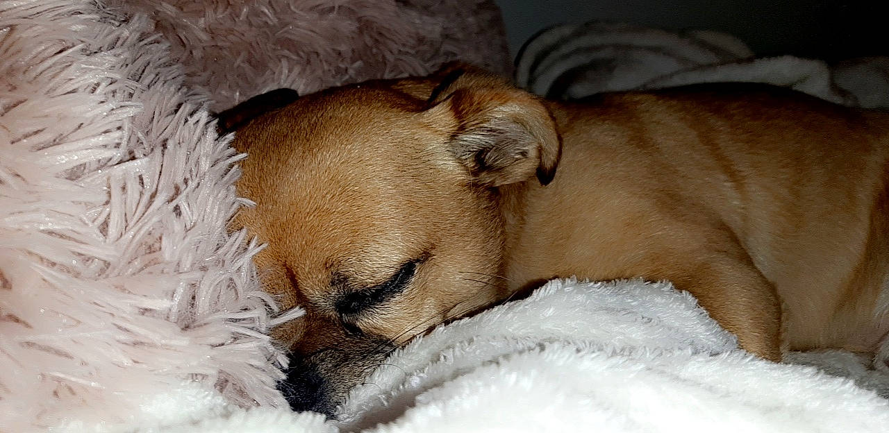 Iggy is registered to the contest to win money with this photo: canidae, carnivore, claw, comfort, companion_dog, couch, dog, dog_breed, fawn, fur, nap, paw, puppy_love, snout, snow, sporting_group, tail, terrestrial_animal, toy_dog, whiskers